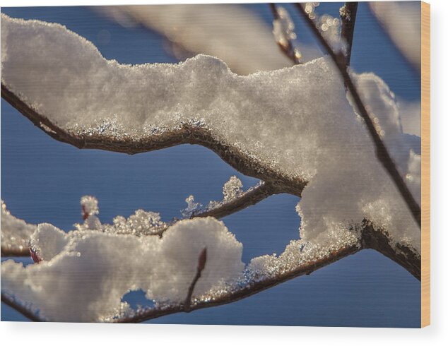 Branch Wood Print featuring the photograph Staying Warm by Steven Santamour
