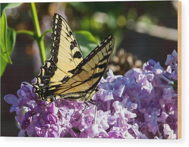 Yellow Butterfly Wood Print featuring the photograph Swallowtail on Lilac by Paula Ponath