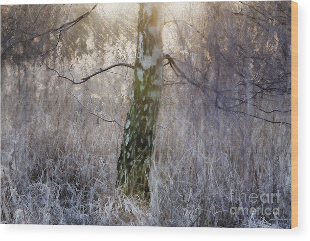 The Magic Forest Wood Print featuring the photograph The Magic Forest-09 by Casper Cammeraat