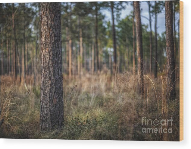 Tree Wood Print featuring the photograph Three D Tree by Tim Wemple