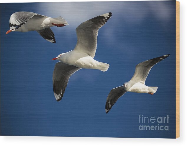 Silver Gulls Wood Print featuring the photograph Three silver gulls in flight by Sheila Smart Fine Art Photography