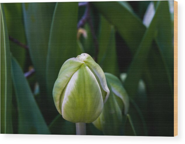 Cheekwood Wood Print featuring the photograph Tulip Bud by Paula Ponath