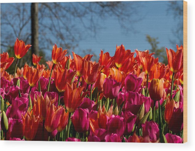 Cheekwood Wood Print featuring the photograph Tulip Chatter by Paula Ponath