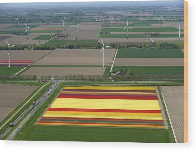 Benelux Wood Print featuring the photograph Tulips Fields, Zeewolde by Bram van de Biezen