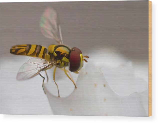 Hoverfly Wood Print featuring the photograph Wings on White by Paula Ponath