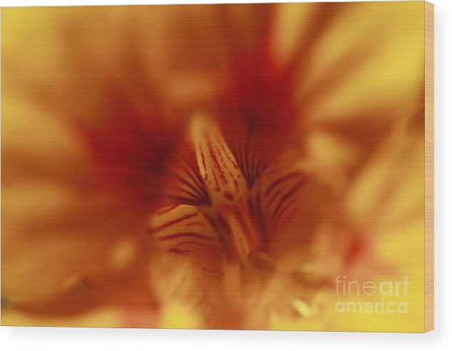 Florals Wood Print featuring the photograph Yellow Into Red by John F Tsumas