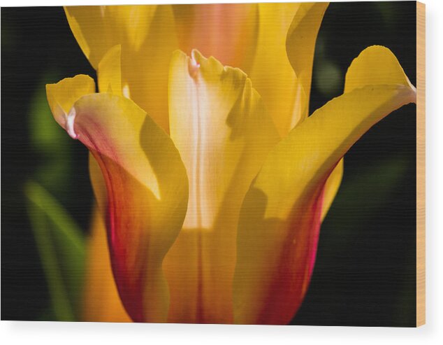 Cheekwood Wood Print featuring the photograph Yellow Tulip by Paula Ponath