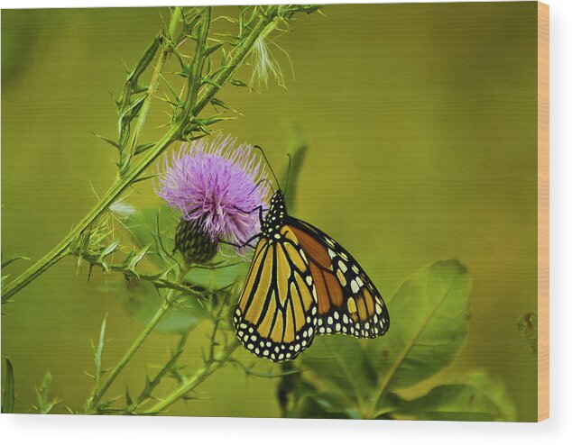 Monarch Wood Print featuring the photograph 091712-138 by Mike Davis