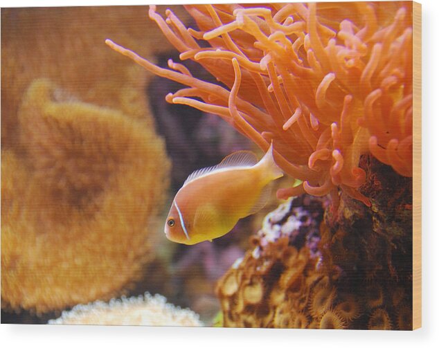 A Clown Fish Swimming Around Coral Wood Print featuring the photograph Clown Fish by Anthony Citro