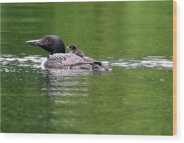 Loon Wood Print featuring the photograph Easy Rider by Peter DeFina