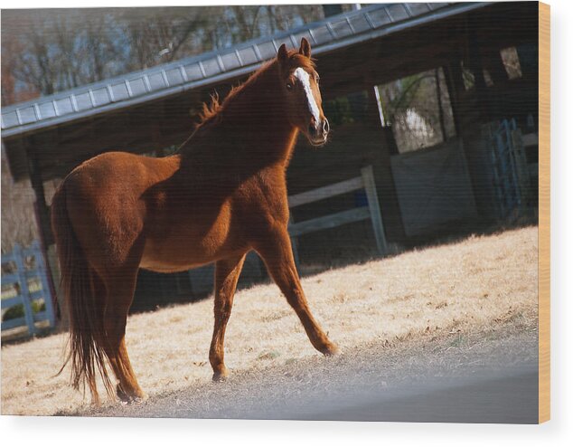 Equine Wood Print featuring the photograph Equine Morning by Gene Hilton