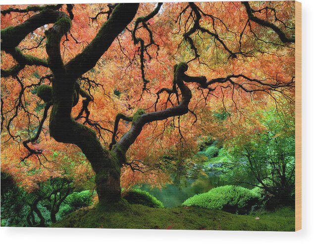 Fall Color Wood Print featuring the photograph Fall Color T1P003 by Yoshiki Nakamura