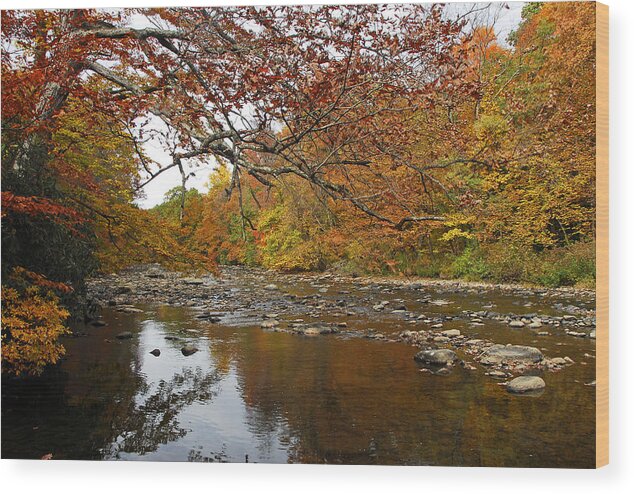 Fall Wood Print featuring the photograph Fall On Laurel Hill Creek by Dan Myers