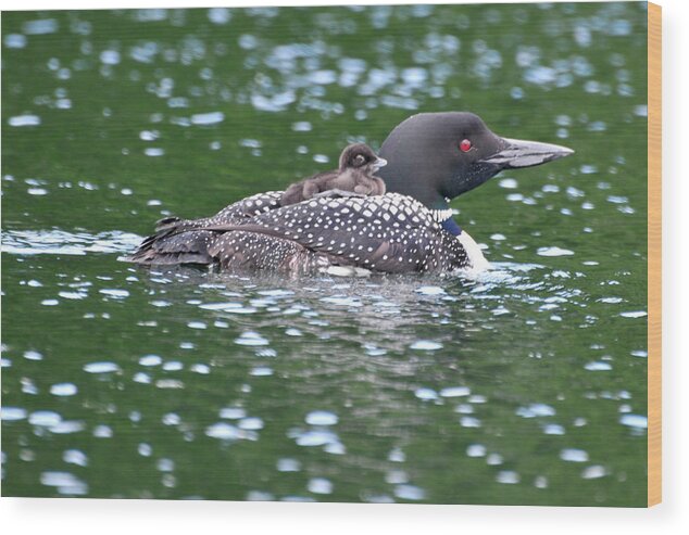 Loon Wood Print featuring the photograph Letting Mom do all of the work by Peter DeFina