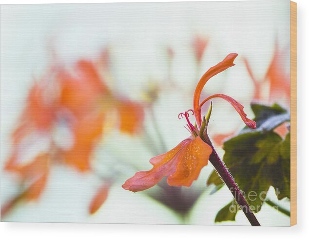  Bloom Wood Print featuring the photograph Orange cranesbill by David Lade