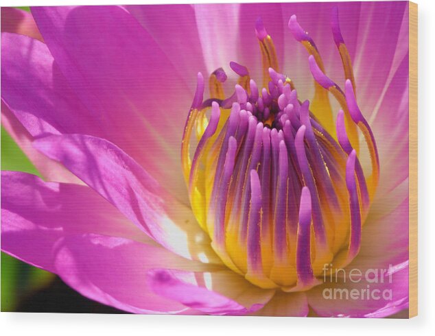 Orange Wood Print featuring the photograph Pink and Yellow Water Lily Close Up by Laurent Lucuix