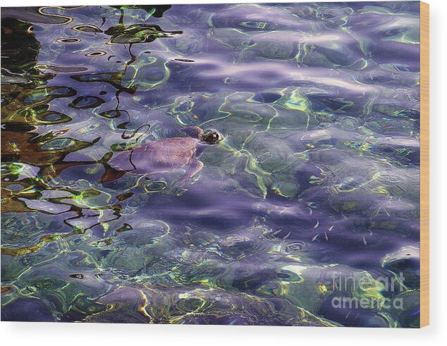 Sea Turtle Wood Print featuring the photograph playing at Crete by Casper Cammeraat