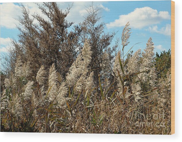 Hammonasset Beach State Wood Print featuring the photograph Sea Grass Weeds by Edward Sobuta