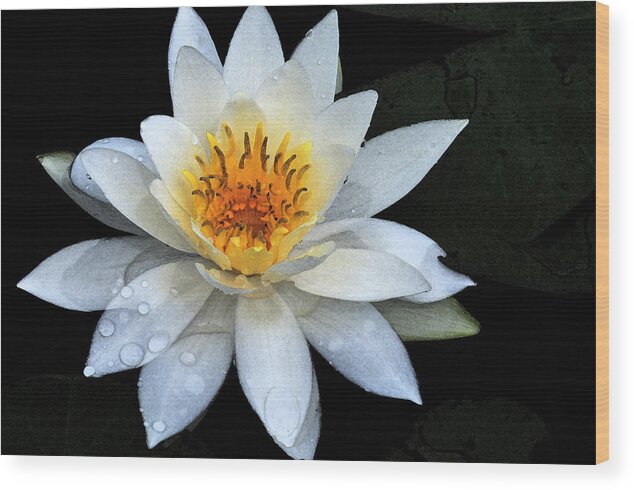 Follensby Clear Pond Wood Print featuring the photograph Solo Water Lily by Peter DeFina