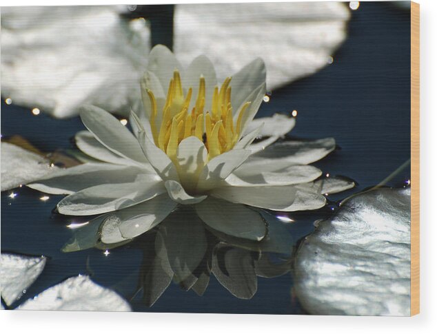 Water Lily Wood Print featuring the photograph Water Lily by Peter DeFina