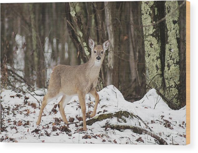 Deer Wood Print featuring the photograph Doe in Snow by Benanne Stiens