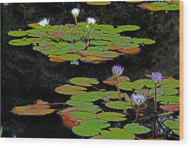 Water Lilies Wood Print featuring the photograph Waterlilies 6 by Richard Krebs