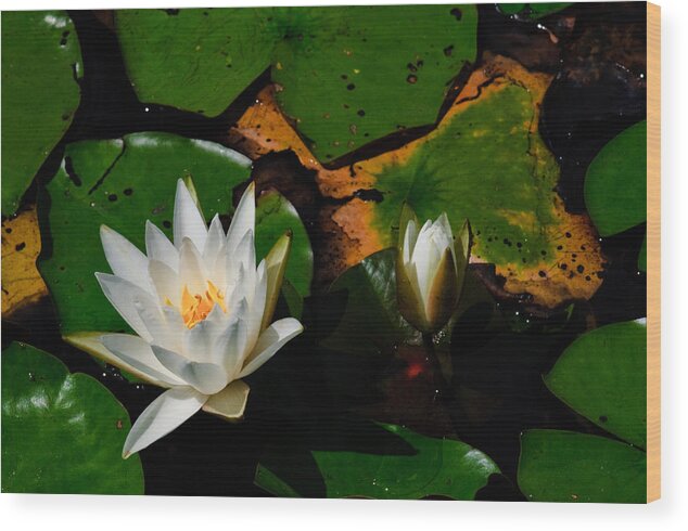 New Jersey Wood Print featuring the photograph White Water Lilies by Louis Dallara
