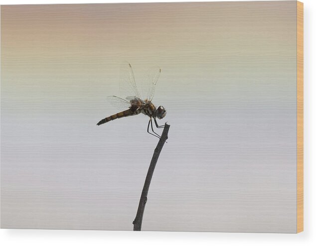 Artistic Wood Print featuring the photograph Dragonfly #35 by Gouzel -