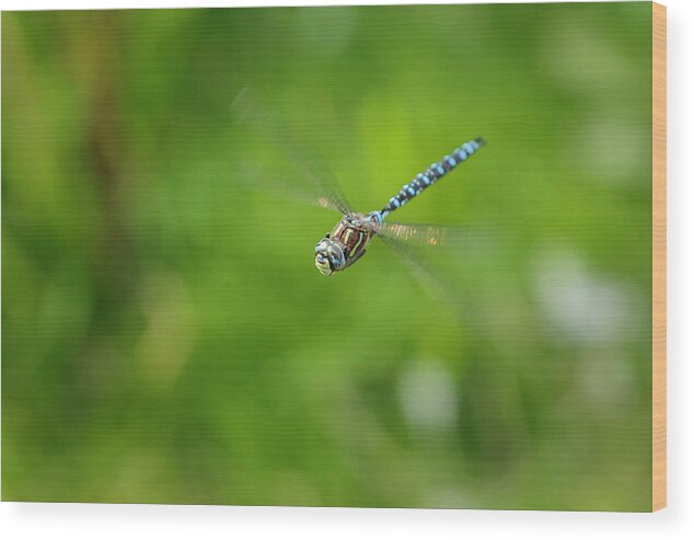 Dragonfly Wood Print featuring the photograph Emperor Dragonfly by Rick Deacon