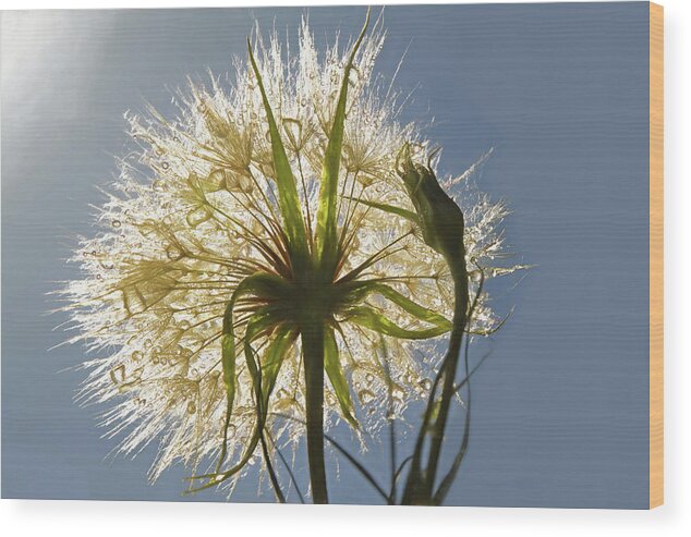 Dandelion Wood Print featuring the photograph A Dandy New Day by Donna Kennedy
