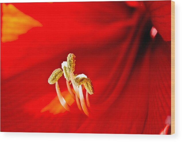 Amaryllis Wood Print featuring the photograph Amaryllis #1 by Neil Pankler