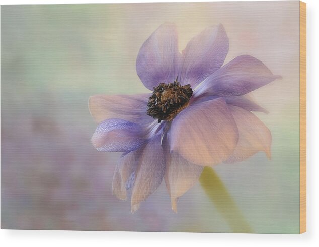 Anemone Wood Print featuring the photograph Anemone Flower by Carol Eade