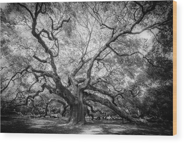 Black & White Wood Print featuring the photograph Angel Oak by Rob Travis