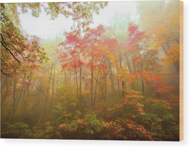 Autumn Wood Print featuring the photograph Autumn Fall Colors - Dazzling Color in the Blue Ridge by Dan Carmichael