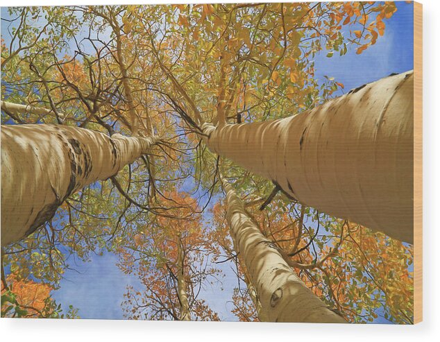 Logan Canyon Wood Print featuring the photograph Autumn Straight Up by Donna Kennedy
