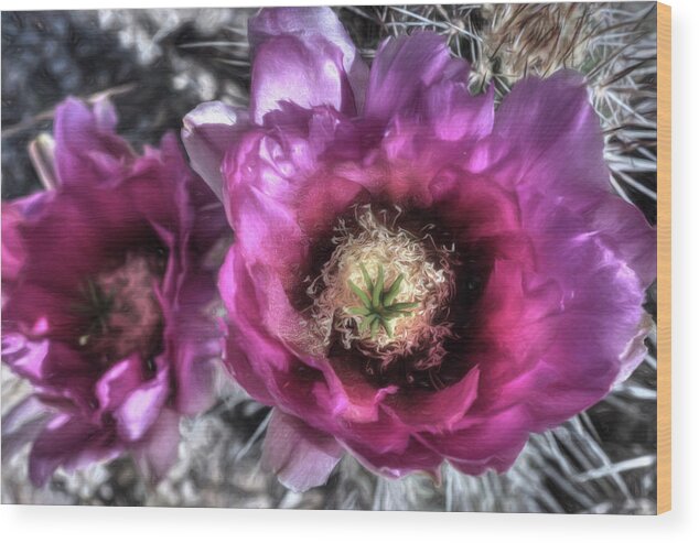 Prickly Pear Cactus Wood Print featuring the photograph Beauty Among the Thorns by Donna Kennedy
