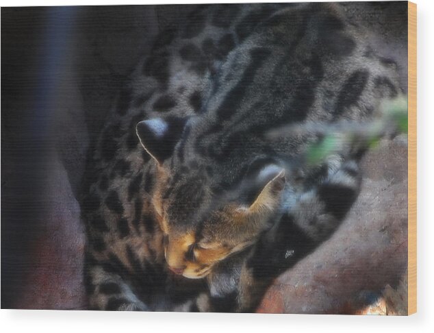 Animal Photography Wood Print featuring the photograph Big Cat by Craig Incardone
