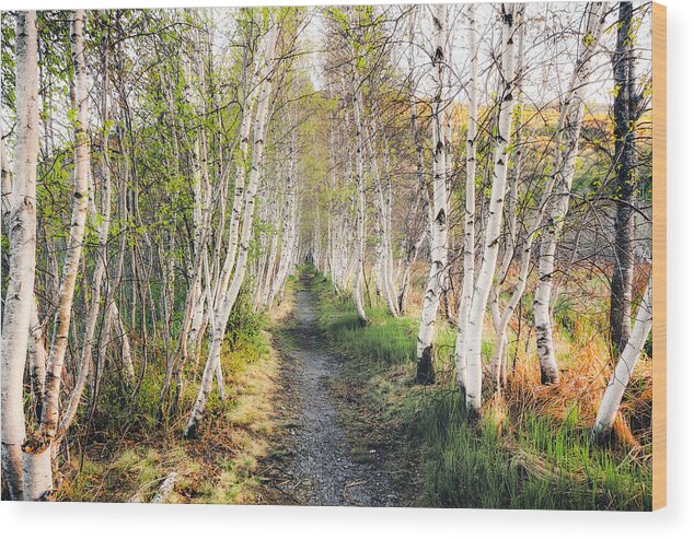 Acadia Wood Print featuring the photograph Birch Alley II by Robert Clifford