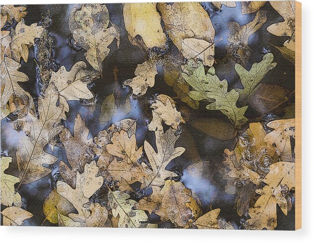 Oak Leaves Wood Print featuring the photograph California Oak Leaves by Sherri Meyer