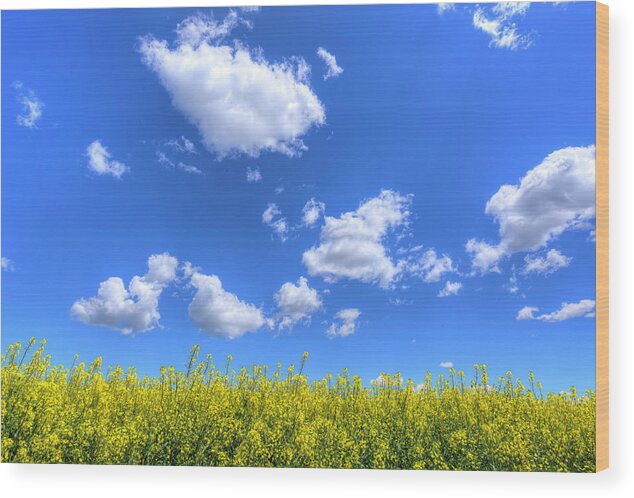 Highway 2 Wood Print featuring the photograph Canola Skies by Spencer McDonald