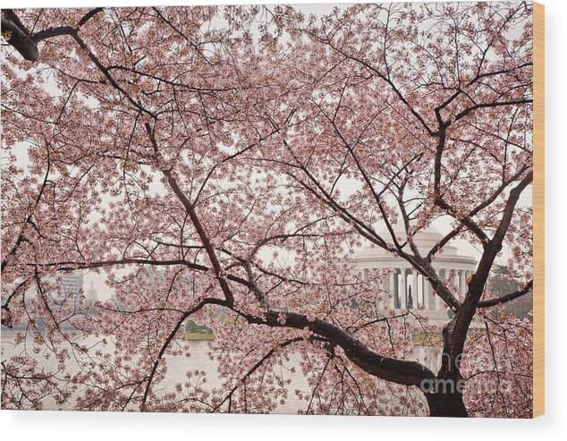 April Wood Print featuring the photograph Cherry Veil by Susan Cole Kelly