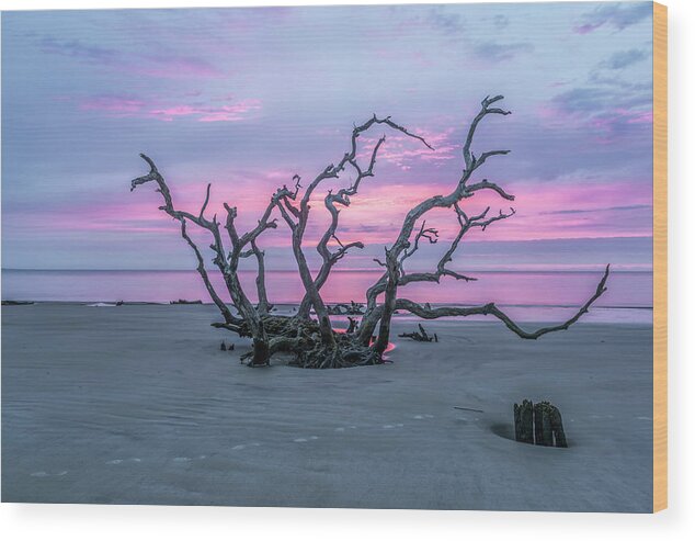 Jekyll Island Wood Print featuring the photograph Crown of Thorns by Jon Glaser