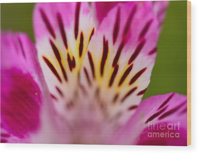 Flower Wood Print featuring the photograph Details In Pink by John F Tsumas