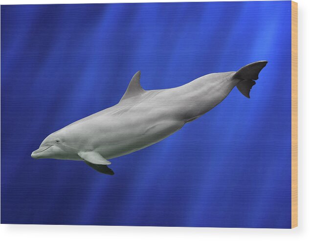 Dolphin Wood Print featuring the photograph Dolphin by Giovanni Allievi