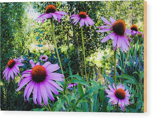 Echinacea Wood Print featuring the photograph Echinacea Flowers by Neil Pankler