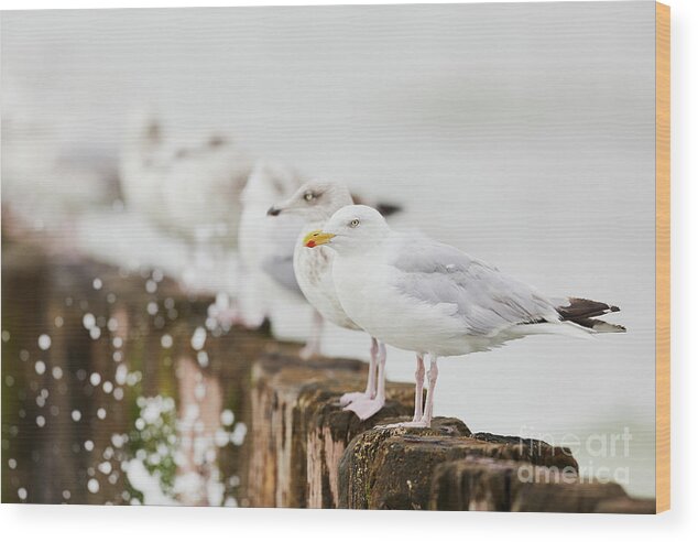 European Wood Print featuring the photograph European Herring gulls in a row by Nick Biemans