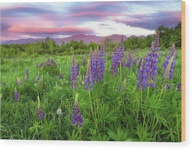 Franconia Notch Wood Print featuring the photograph Field of Lupine by Robert Clifford