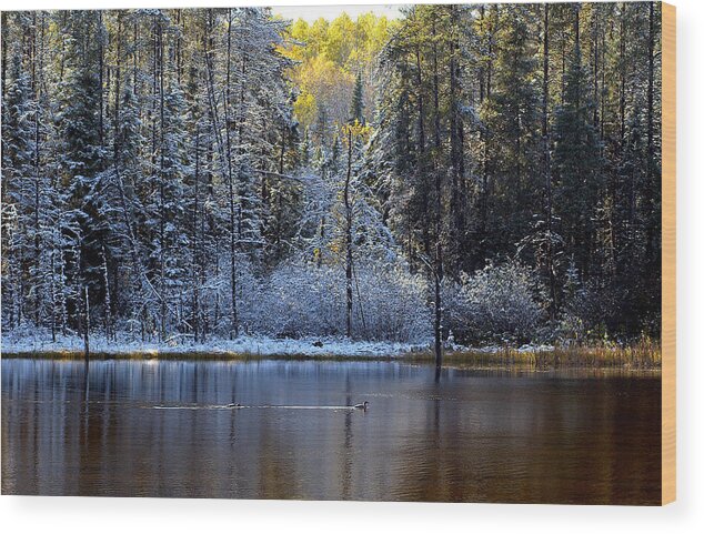 Canada Wood Print featuring the photograph First Snow by Doug Gibbons