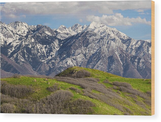 Salt Lake City Wood Print featuring the photograph Foothills Above Salt Lake City by Douglas Pulsipher