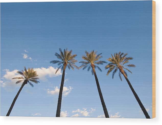 Palm Trees Wood Print featuring the photograph Four palm trees by Rich Iwasaki